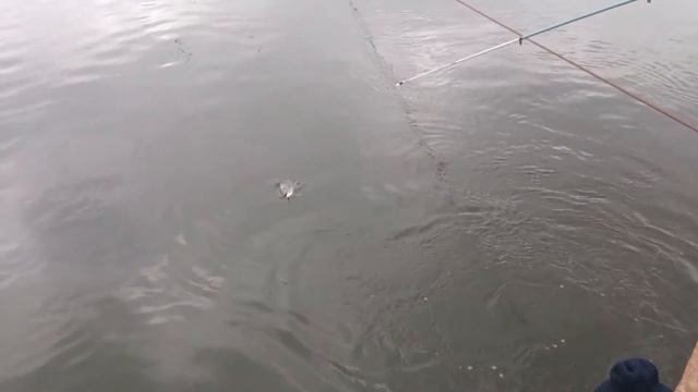 Толстолобик!!! На 4кг!) ранняя весна смотреть онлайн