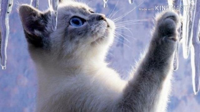 Какой ты котик по знаку зодиака? смотреть онлайн