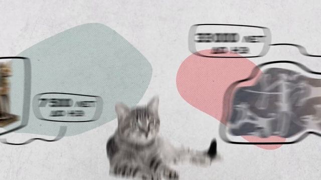 Почему собаки выполняют все команды, а кошки - никаких? Хороший Вопрос смотреть онлайн