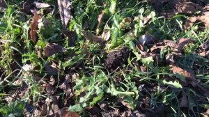 Корень одуванчика .Когда заготавливать. 15 ноября 2022 г.