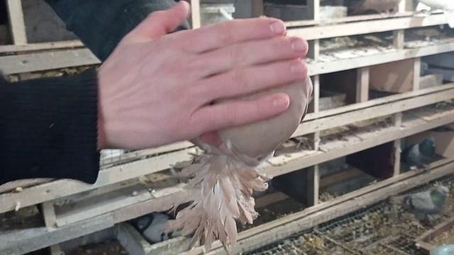 Вакцинация голубей от вертячки 2021год. смотреть онлайн