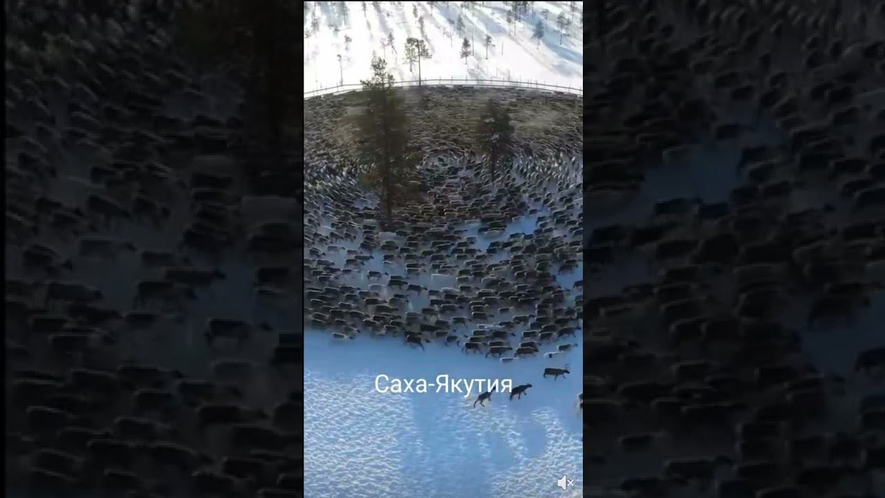 Магия шаманов #shorts