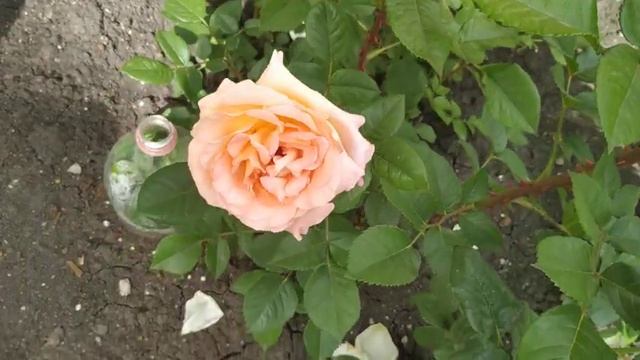 Роза Майра Ред и другие