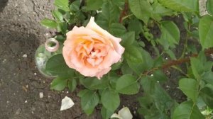 Роза Майра Ред и другие