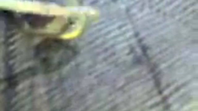 Тварь в водоеме Тверской области смотреть онлайн
