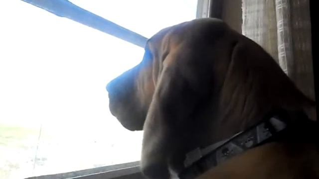 Tank the Bloodhound Howling смотреть онлайн
