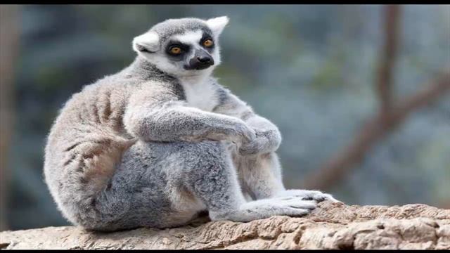 КОШАЧИЙ ЛЕМУР  4