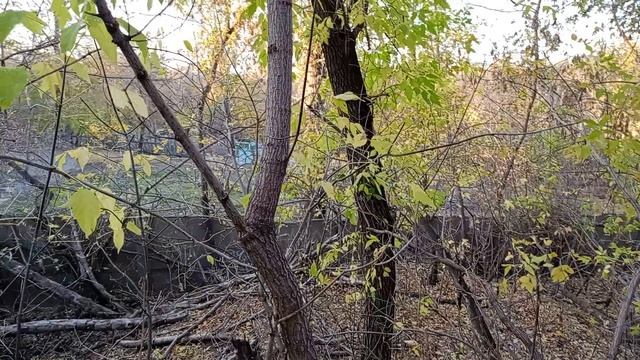 Волшебный терем в лесу смотреть онлайн