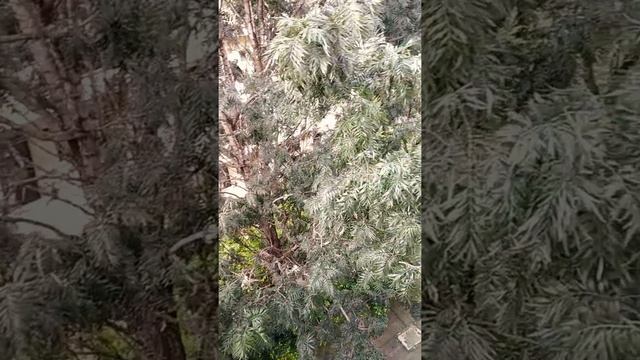 Silberbaum und Bananenbaum смотреть онлайн