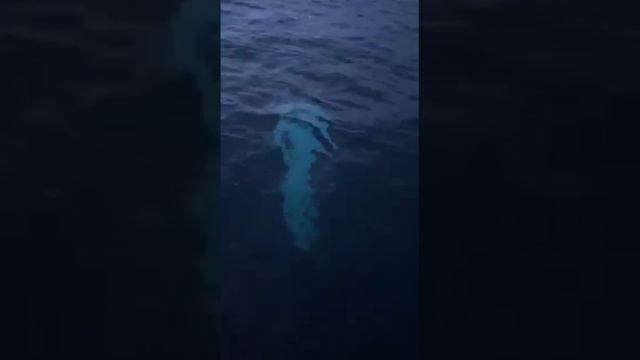 Кит, красавчик. Териберка. Баренцево море. смотреть онлайн