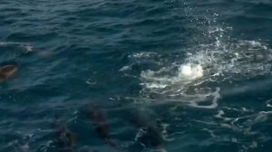 Вот Почему Боятся Дельфинов, а не Акул