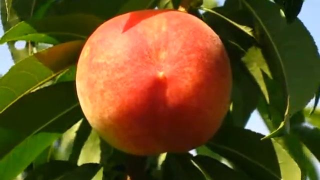 ФРУКТЫ, ПЕРСИКИ, 093 смотреть онлайн