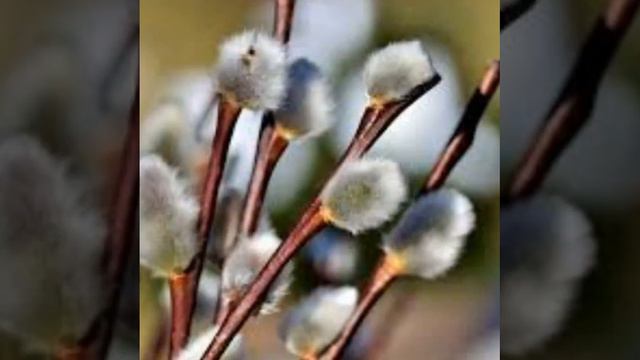 С ВЕРБНЫМ ВОСКРЕСЕНЬЕМ! смотреть онлайн