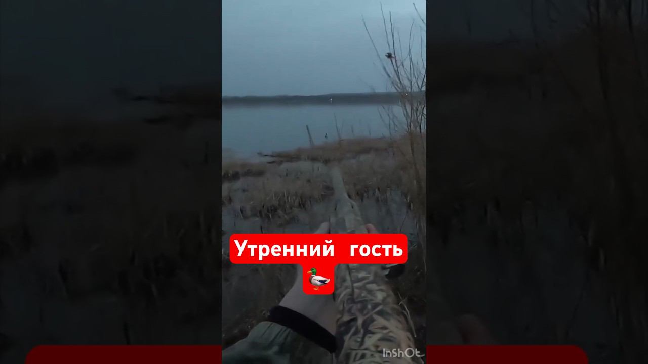 Наглый или слепой?#охота #охотанауток #охотанагуся #shortvideo #maxhunter #весенняяохота смотреть онлайн