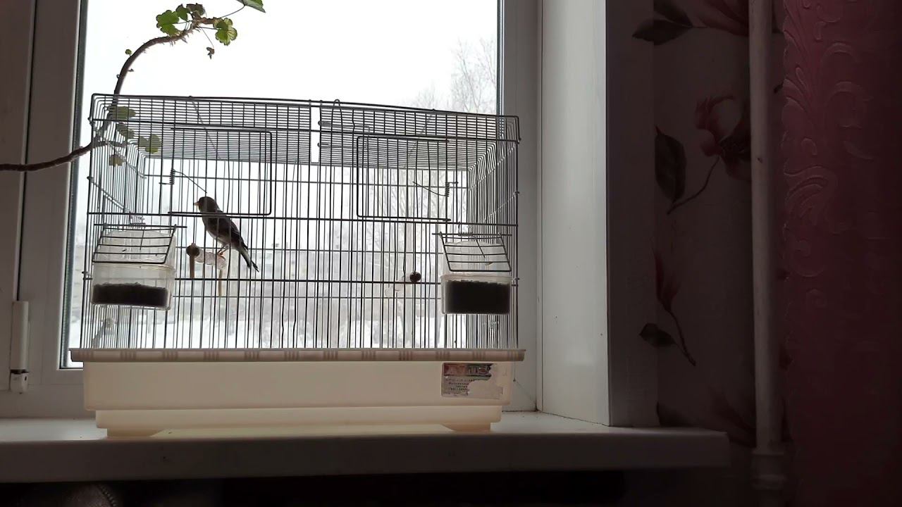 Песня молодого гибрида щегол+канарейка.26.12.2021 год. смотреть онлайн