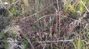 Мордовник шароголовый. Медонос для пчел.Сбор семян для себя и на продажу 09.09.2