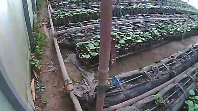 огурец ленара рассада на 17 августа смотреть онлайн