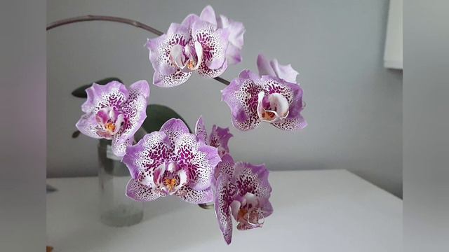 Phal.Sogo Diamond 