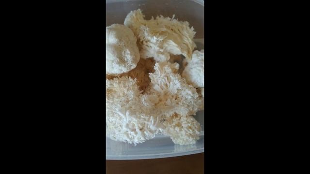 Грибные блоки. Ежовик Гребенчатый. Ежевик Гребенчатый. Lions Mane. Эринацин. Герицинон. Герициум смотреть онлайн