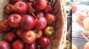 Яблоня "КИТАЙКА КЕРР"