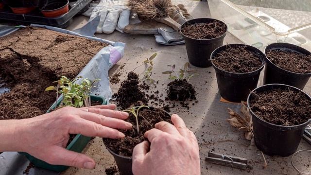 Засыпаю ЭТО в почву, чтобы вся рассада была коренастой и здоровой! Простое, но рабочее средство