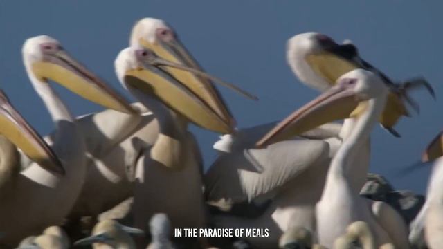 Horrible...This Pelican Swallows A shark In Seconds смотреть онлайн