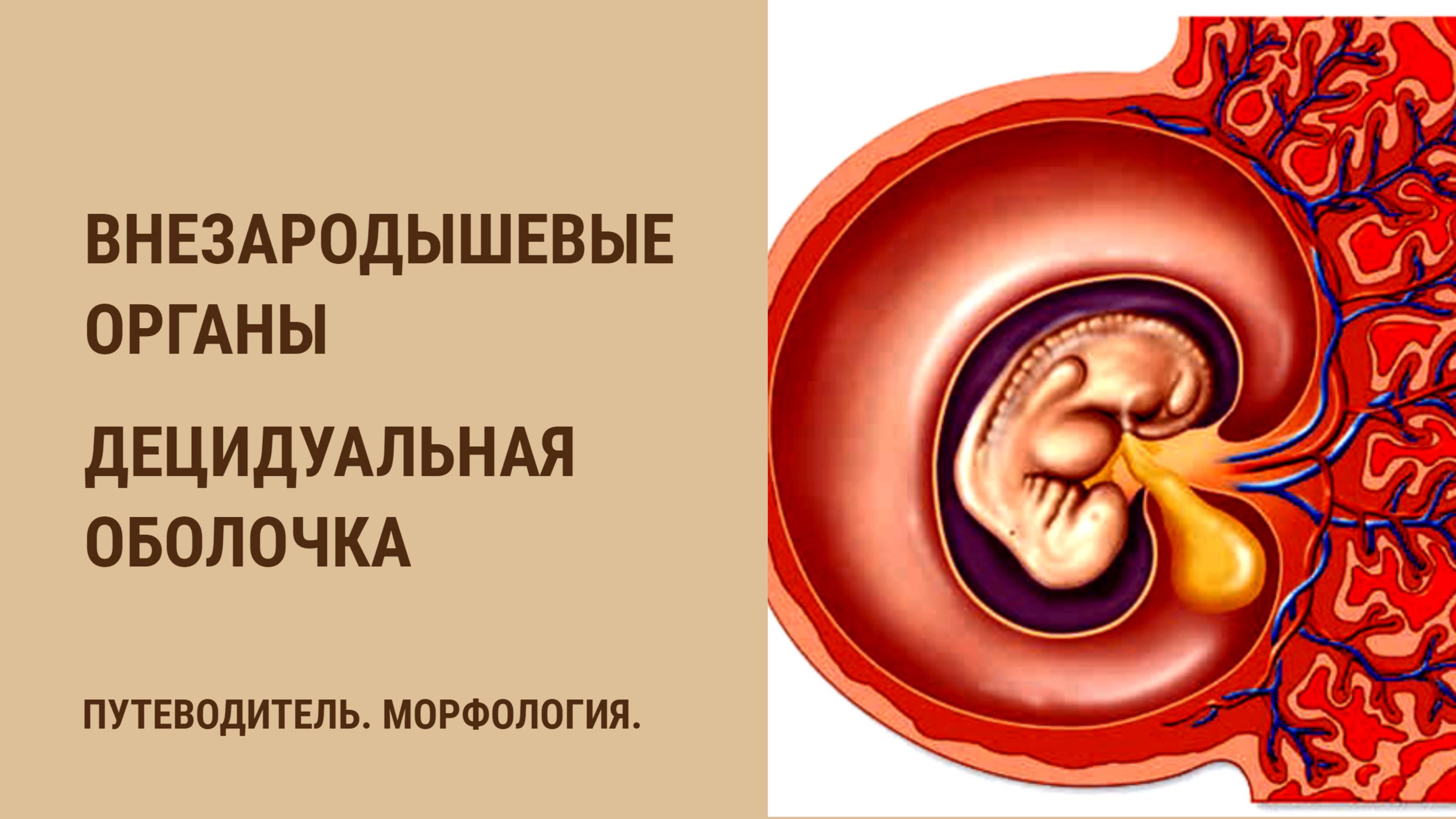 Внезародышевые органы. Децидуальная оболочка смотреть онлайн