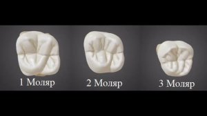 Моляры верхней и нижней челюсти кратко