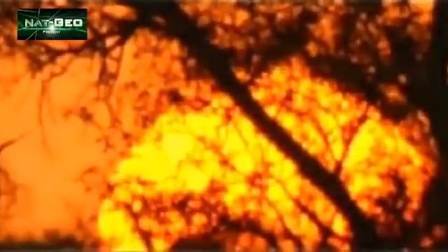 Крокодил напал на льва в реке смотреть онлайн