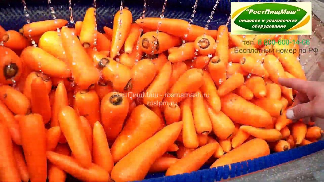 Машина очистки моркови РПМ-МЧ-1000 от РостПищМаш смотреть онлайн