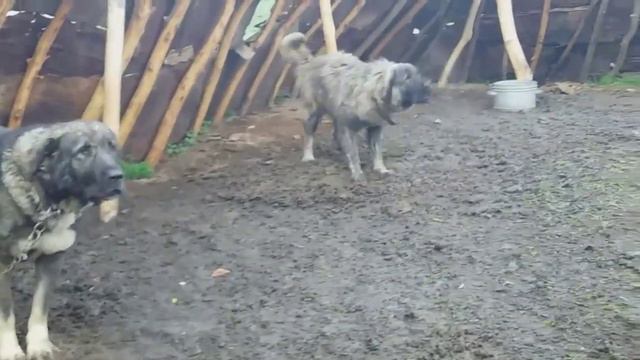 tiger color illyrian shepherd with short hair ( rare dog breed ) смотреть онлайн