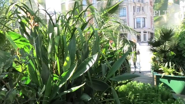 «Тропический лес» на Кузнецком мосту - Прогулка Светланы Мельниковой - Это Москва - Фестиваль садов смотреть онлайн