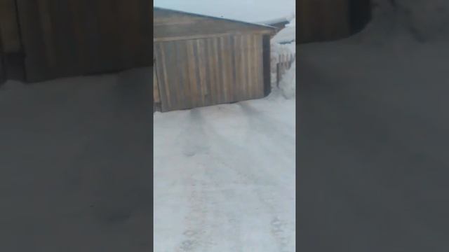 заготовка дров зимой пилю горбыль березовый и сосновый... смотреть онлайн