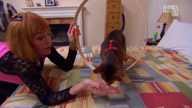 101 Cats (Animal planet) - ABYSSINIAN, на русском. смотреть онлайн