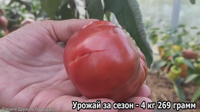 Помидор Кровавая луна(Blood moon) #томат #помидор #сорт #сорта смотреть онлайн