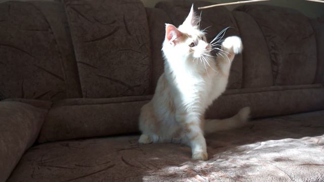 Котенок мейн-кун Buycatme Greg смотреть онлайн