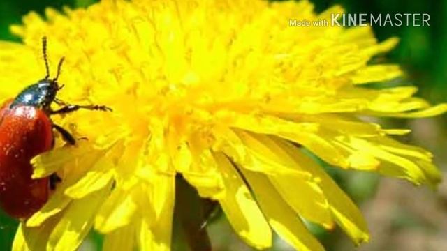 Сказка со смыслОМ "Одуванчик, который любил Солнце" смотреть онлайн