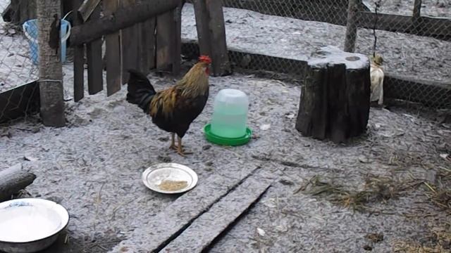 Черные  голошейные куры несушки. Куры сассо. Индокуры.Цветной бройлер.