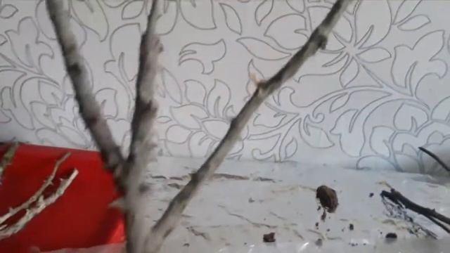 ПЕЧАЛИ И РАДОСТИ РОЗОВОДОВ РАСПАКОВКА ПОСЫЛКИ ПИТОМНИКА РОЗ ПОЛИНЫ КОЗЛОВОЙ смотреть онлайн