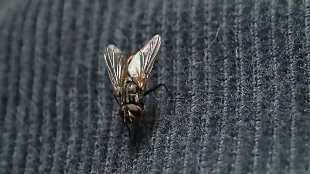 Olympus Tough TG - 2 video sample - full hd super macro mode смотреть онлайн