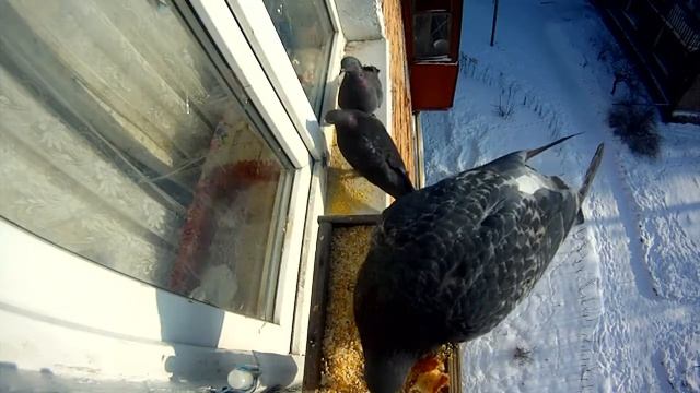 Голодные птички кормятся под камерой GoPro смотреть онлайн