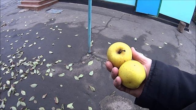 УТЕПЛЕНИЕ КУРЯТНИКА .ПРИКОЛЬНЫЕ ФОТО КУРИЦ . смотреть онлайн