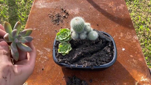 Creating a Zen Inspired Succulent and Cactus Arrangement! смотреть онлайн