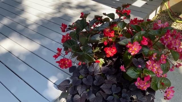 Красавица этого года-Бегония Биг/ My Beauty Of This Year-Begonia Big.