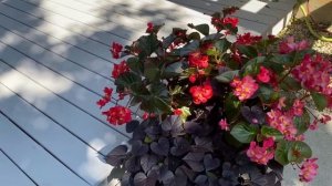 Красавица этого года-Бегония Биг/ My beauty of this year-Begonia Big.