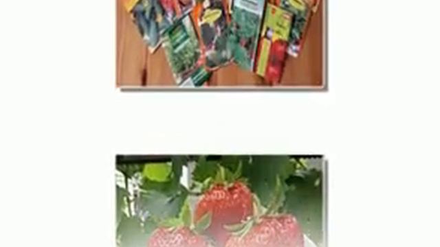 продажа семян цветов и овощей смотреть онлайн