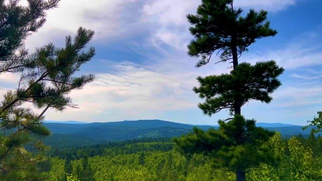 Птицы поют не умолкая. День в летнем лесу смотреть онлайн