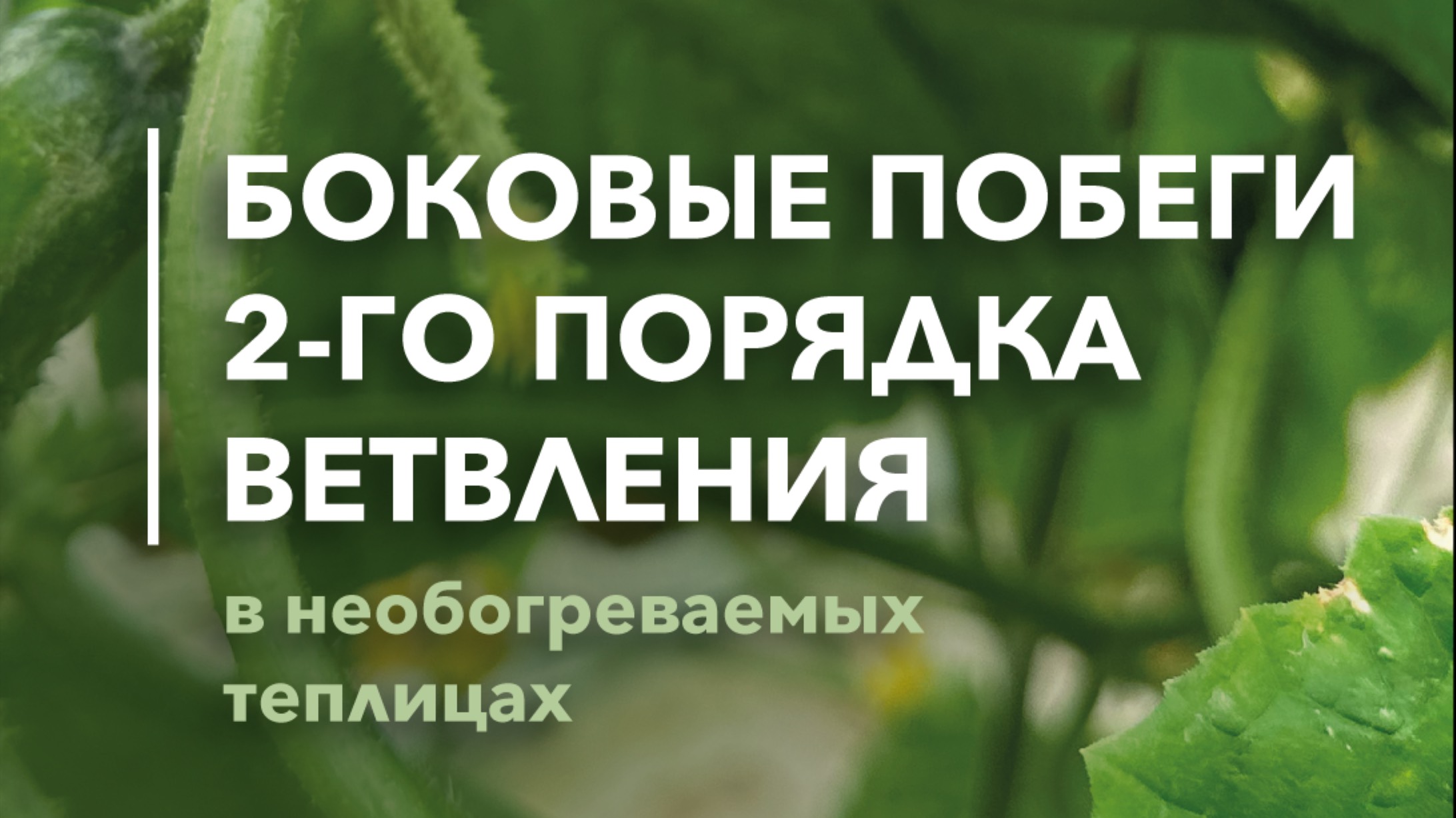 ЧТО ДЕЛАТЬ С БОКОВЫМ ПОБЕГОМ?