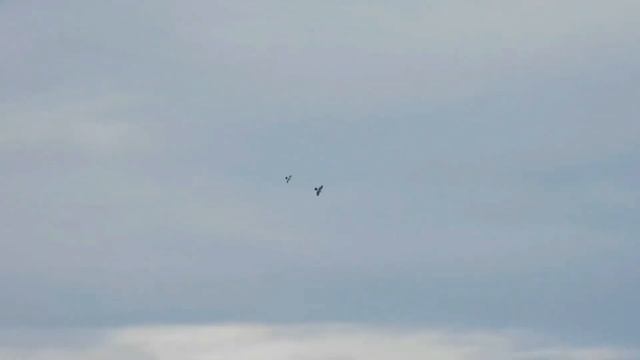 №2600 02 10 2022 Полет ястреба и других птиц смотреть онлайн