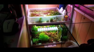 Акваферма на балконе через полтора месяца